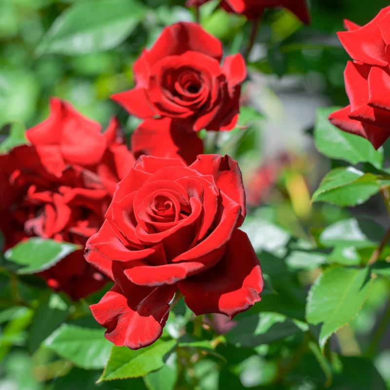 Red Climbing Rose Bush Live Starter Plant T65706