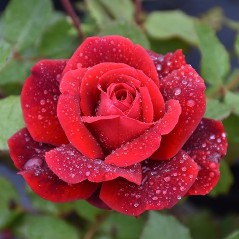 Red Climbing Rose Bush Live Starter Plant T65706