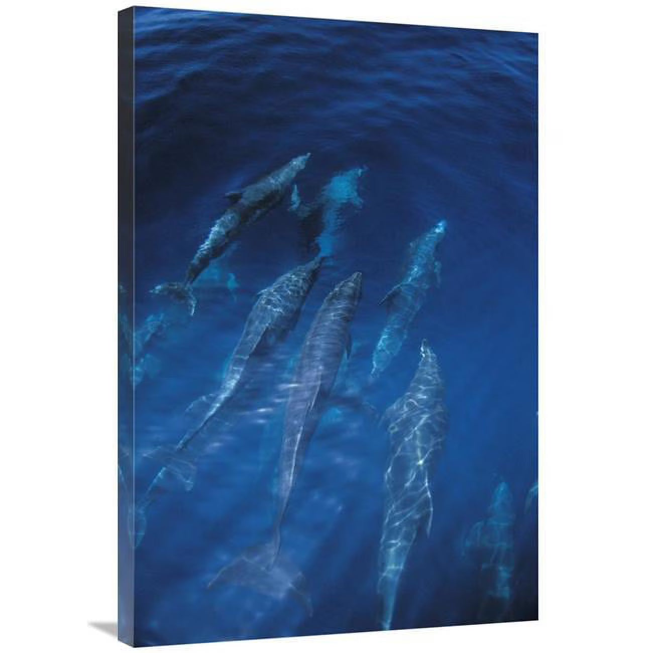 24 x 36 in. Bottlenose Dolphin Pod Art Print E562