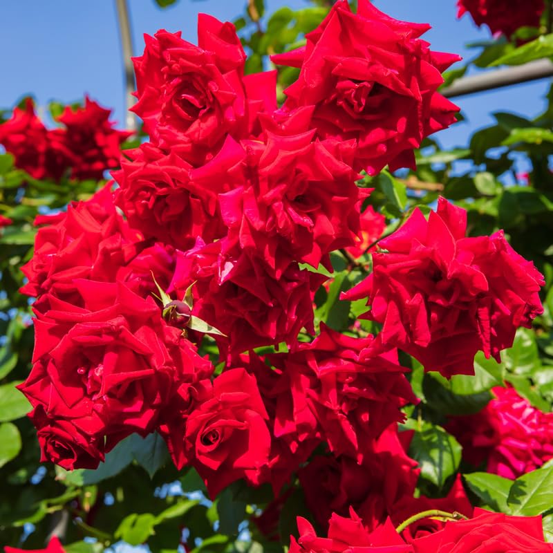 Red Climbing Rose Bush Live Starter Plant T65706