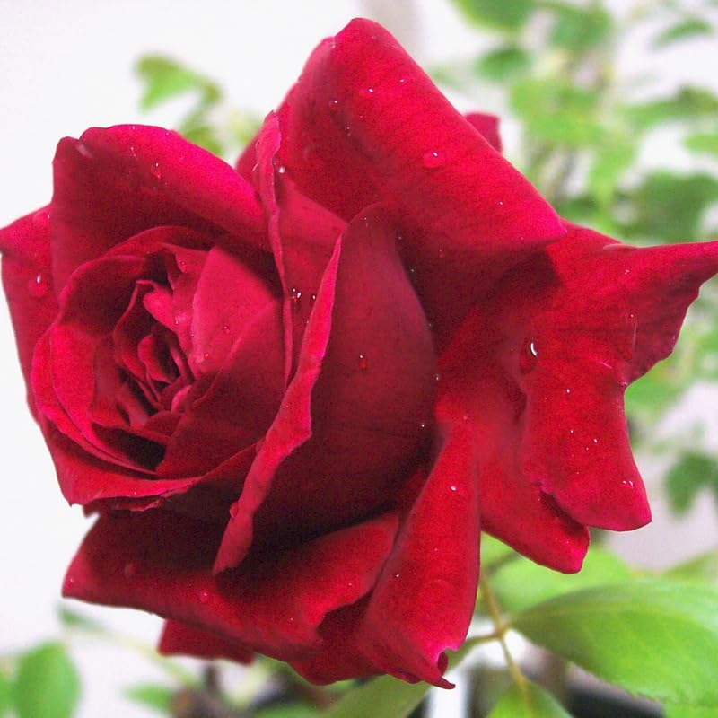 Red Climbing Rose Bush Live Starter Plant T65706