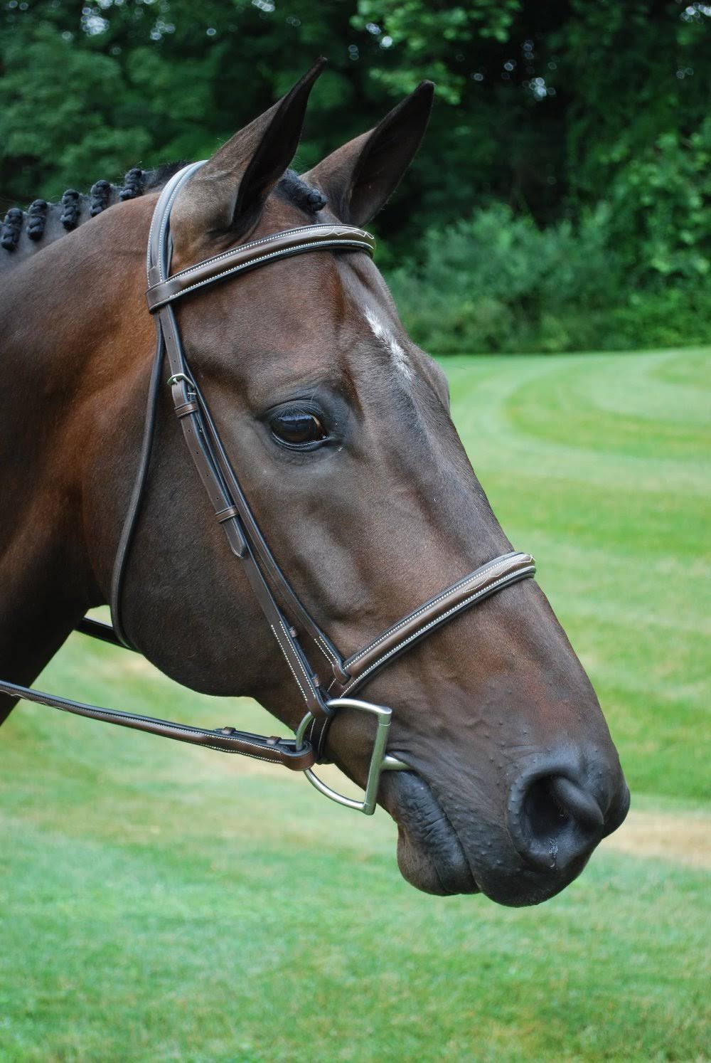 Oversize Hunter Bridle Q610
