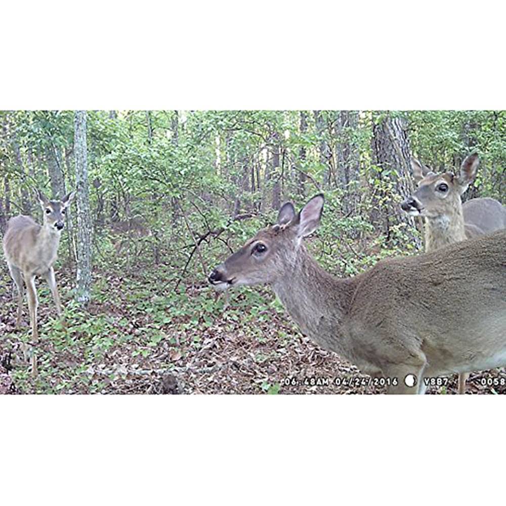 8.0 MP Camera Trap D3437