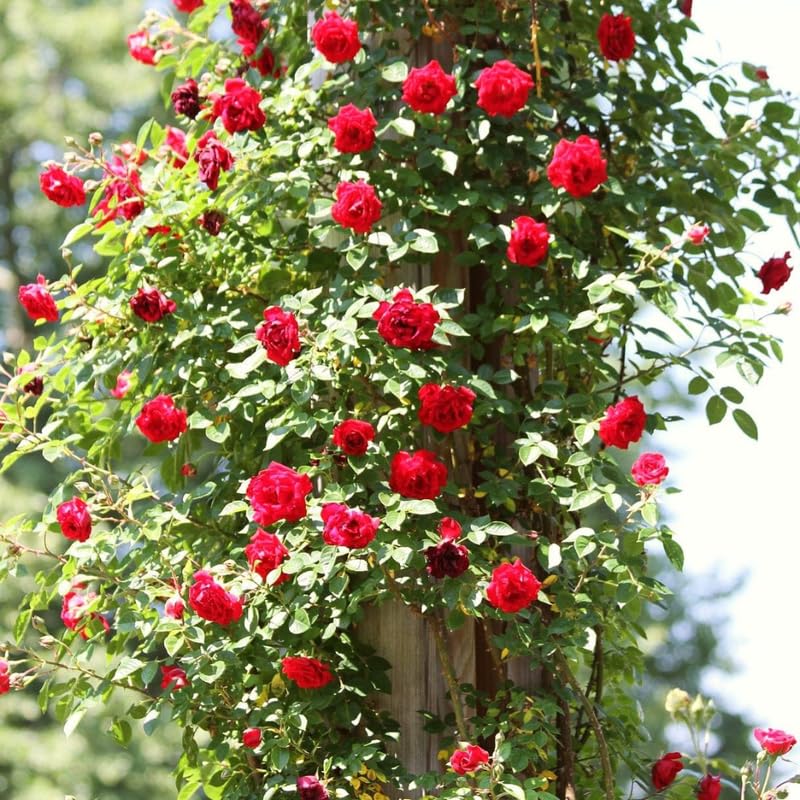 Red Climbing Rose Bush Live Starter Plant T65706