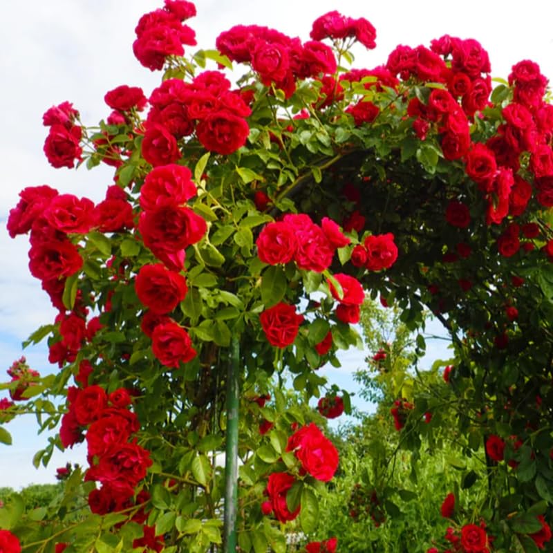 Red Climbing Rose Bush Live Starter Plant T65706