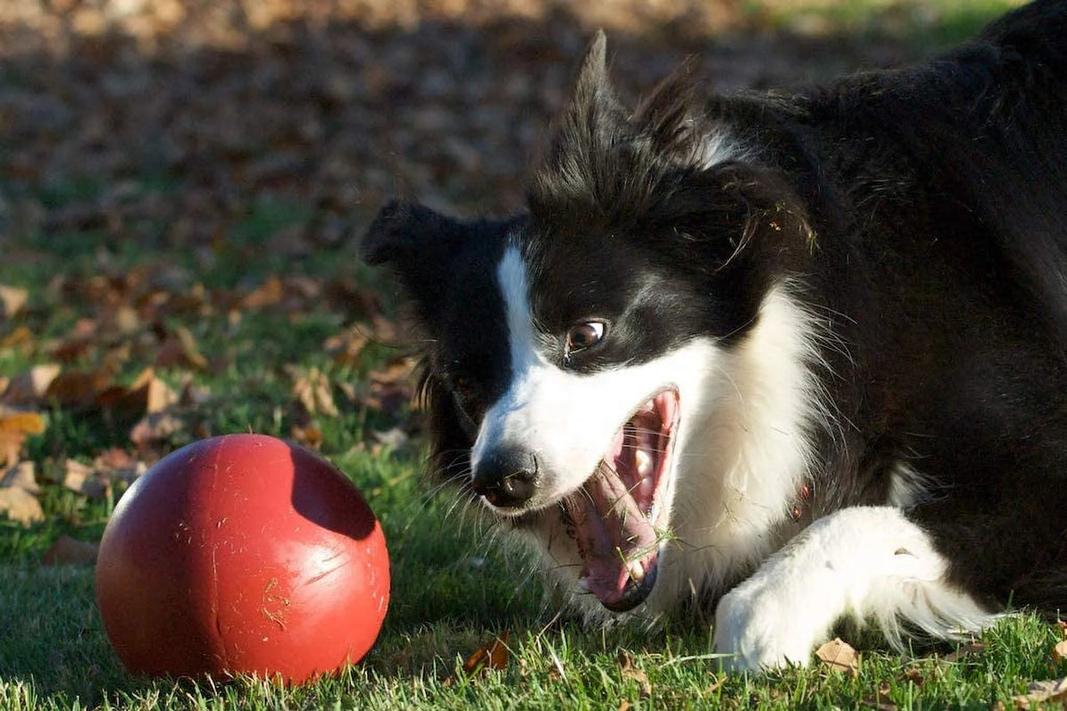 Durable Dog Toy Ball, 6-inch Q210