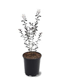 1-Gallon Pot Crape Myrtle Tree O379267