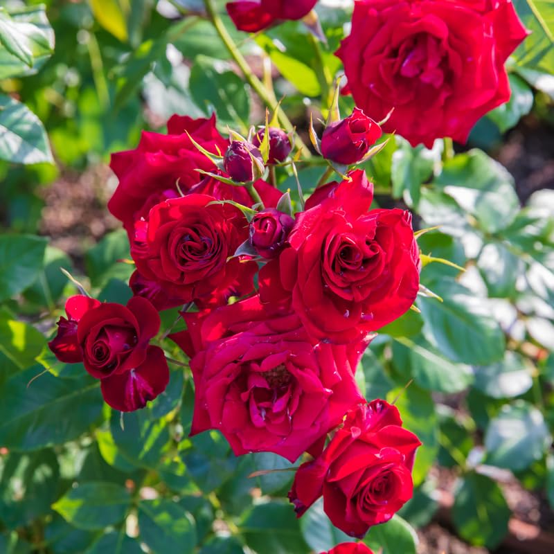 Red Climbing Rose Bush Live Starter Plant T65706