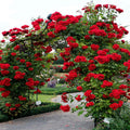 Red Climbing Rose Bush Live Starter Plant T65706