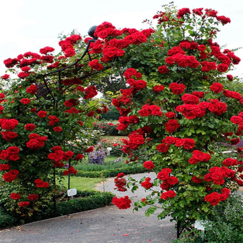 Red Climbing Rose Bush Live Starter Plant T65706