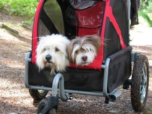 Green Dog Mini Stroller G576