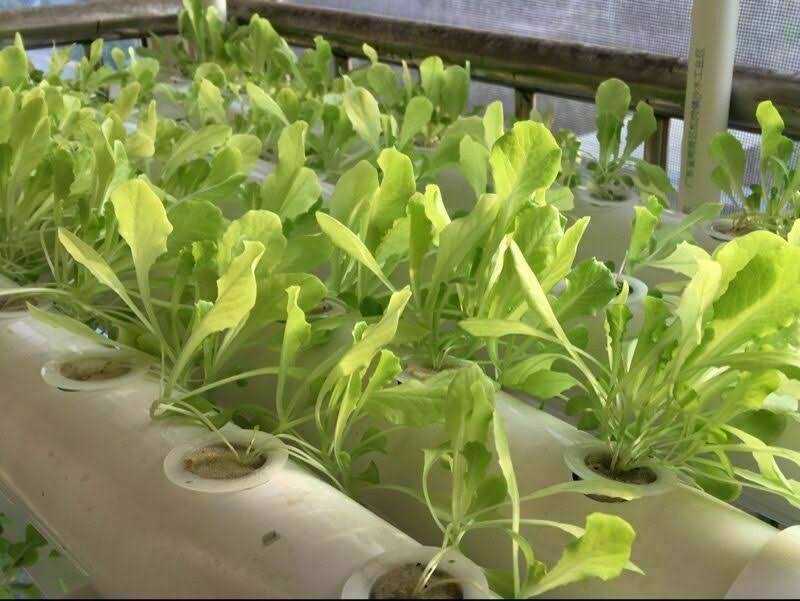 54 Plant Sites Hydroponic Grow Kit with 110V Pump B6377