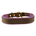 Large Padded Leather Dog Collar H73892